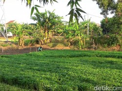 Harga Jual Sayuran Kangkung Tinggi, Petani Lamongan Semringah