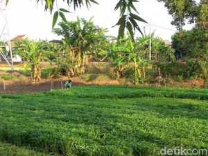 Harga Jual Sayuran Kangkung Tinggi, Petani Lamongan Semringah Harga Jual Sayuran Kangkung Tinggi, Petani Lamongan Semringah