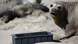 Pilu Satwa Laut di Patagonia Argentina Terancam Sampah Plastik