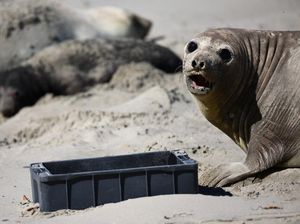 Pilu Satwa Laut di Patagonia Argentina Terancam Sampah Plastik Pilu Satwa Laut di Patagonia Argentina Terancam Sampah Plastik