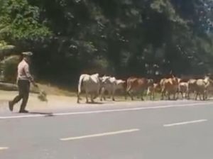 Ternak Sebabkan Kecelakaan di Jalan Raya, Pemiliknya Bisa Dituntut?