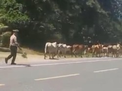 Hati-hati, Jalur Barat Aceh Kandang Ternak Terpanjang di Indonesia