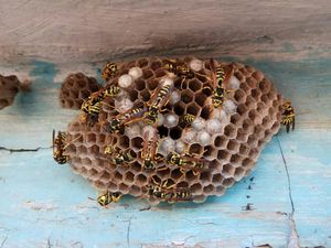 Waspada 5 Tanda Sarang Tawon di Rumah Sebelum Terlambat Waspada 5 Tanda Sarang Tawon di Rumah Sebelum Terlambat