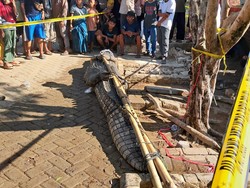 Diduga Tewaskan Warga, Buaya 5 Meter di Pandeglang Ditangkap