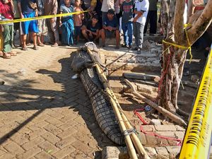 Diduga Tewaskan Warga, Buaya 5 Meter di Pandeglang Ditangkap Diduga Tewaskan Warga, Buaya 5 Meter di Pandeglang Ditangkap