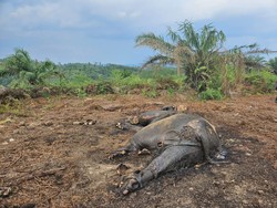 Sedih, Gajah Sumatera Ditemukan Membusuk di Hutan Jambi
