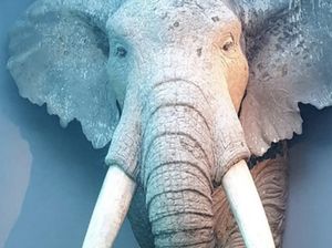 Fosil Gajah Raksasa di India Bikin Ilmuwan Terkesima Fosil Gajah Raksasa di India Bikin Ilmuwan Terkesima
