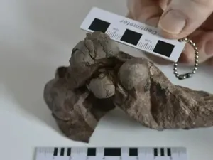 Telur Dinosaurus Terkecil Ditemukan, Umurnya 80 Juta Tahun Telur Dinosaurus Terkecil Ditemukan, Umurnya 80 Juta Tahun