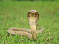 Kisah Bayi Berusia 1 Tahun Gigit Ular King Cobra Sampai Mati
