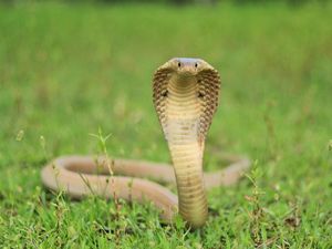 Kisah Bayi Berusia 1 Tahun Gigit Ular King Cobra Sampai Mati Kisah Bayi Berusia 1 Tahun Gigit Ular King Cobra Sampai Mati