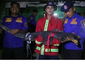 Biawak Masuk Kamar Warga di Asahan, Damkar Evakuasi Biawak Masuk Kamar Warga di Asahan, Damkar Evakuasi