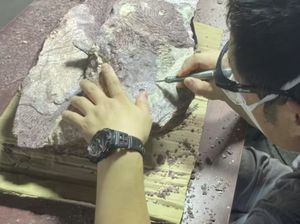 Pertama Kalinya Fosil Dinosaurus Ditemukan di Hong Kong Pertama Kalinya Fosil Dinosaurus Ditemukan di Hong Kong