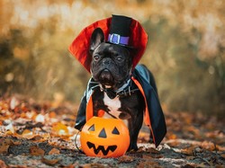 Gemas! Parade Anjing Berkostum Halloween