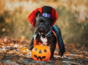 Gemas! Parade Anjing Berkostum Halloween Gemas! Parade Anjing Berkostum Halloween