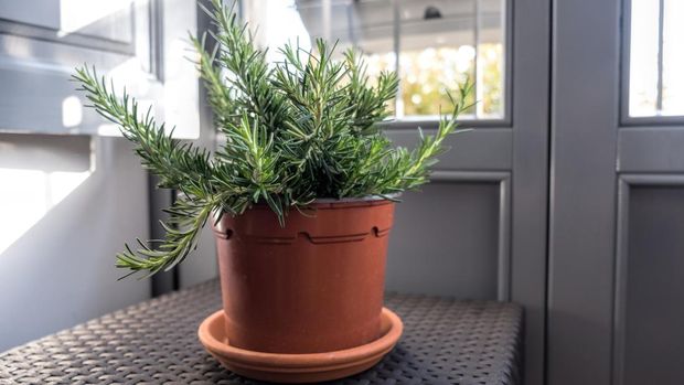 Ilustrasi tumbuhan herbal Rosemary