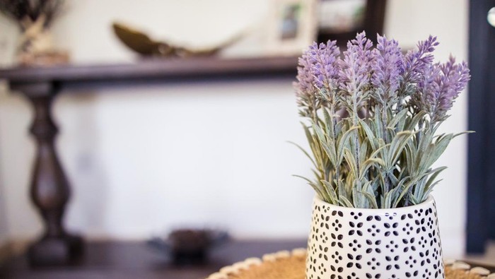 Ilustrasi tumbuhan lavender untuk menghalau nyamuk