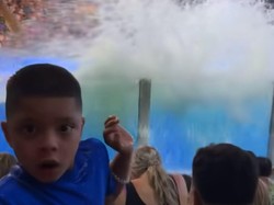 Paus Orca Taman Hiburan Buang Kotoran dan Semburkan ke Penonton