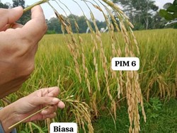 Inovasi Warga Kota Blitar Ciptakan Padi Raksasa demi Kedaulatan Pangan