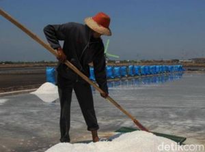 Produksi Garam Kota Pasuruan Anjlok, Ini Sebabnya