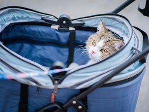 Kepincut Stroller Kucing ala Bobby Kertanegara? Hati-hati, Ini Pesan Dokter Hewan