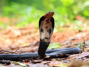 Pakar UGM Ungkap Perbedaan King Cobra Liar dan Peliharaan Pakar UGM Ungkap Perbedaan King Cobra Liar dan Peliharaan