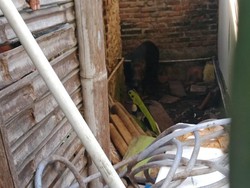 Babi Hutan Bikin Geger Warga Kampung Wisata Citepus