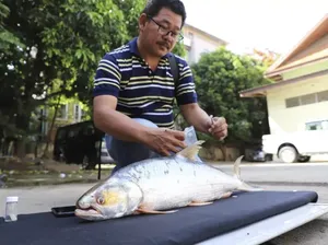 Ikan Hantu yang Dianggap Punah Muncul Kembali