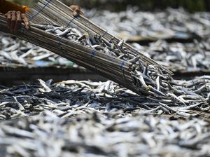 Bukan Cuma Udang, Ikan Asin hingga Terasi RI Kini Diminta Bebas Radioaktif