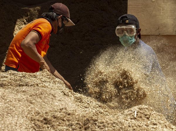 Limbah Kayu Disulap Jadi Bahan Bakar Biomassa