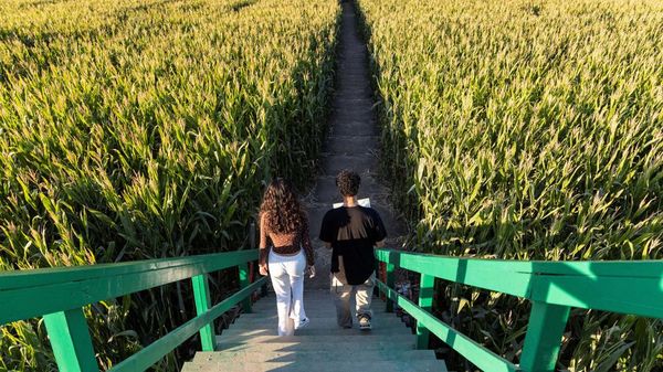 Menaklukkan Labirin Kebun Jagung Terbesar di Dunia