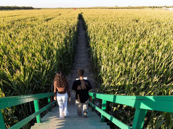 Menaklukkan Labirin Kebun Jagung Terbesar di Dunia