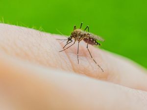 Video: WHO Nyatakan Negara Georgia Bebas Malaria Video: WHO Nyatakan Negara Georgia Bebas Malaria