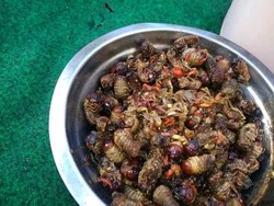 Olahan Gayas, Kuliner Ekstrem Khas Desa Pidpid Karangasem