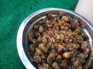 Olahan Gayas, Kuliner Ekstrem Khas Desa Pidpid Karangasem Olahan Gayas, Kuliner Ekstrem Khas Desa Pidpid Karangasem