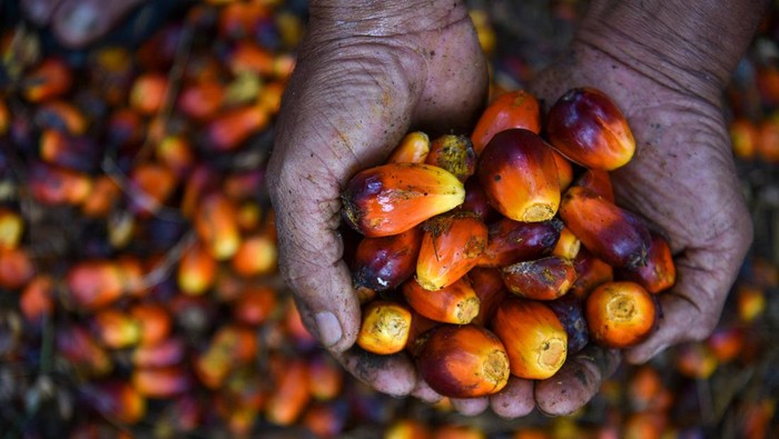Pekerja menyodorkan buah kelapa sawit usai dipanen di wilayah PT Perkebunan Nusantara IV, Deli Serdang, Sumatera Utara, Kamis (24/10/2024). Menteri Pertanian Andi Amran Sulaiman menyodorkan ketersediaan minyak sawit mentah atau crude palm oil (CPO) masih sungguh memadai untuk materi baku biodiesel 50 persen (B50) dengan tingkat buatan CPO di Indonesia pada tahun 2024 sekitar 46 juta ton, sedangkan yang dikehendaki untuk pengerjaan B50 cuma 5,3 juta ton. ANTARA FOTO/Fransisco Carolio/tom.