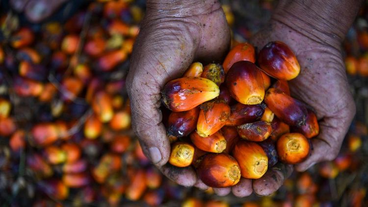 Sawit RI Bidik Rekor Produksi 49 Juta Ton Tahun Ini