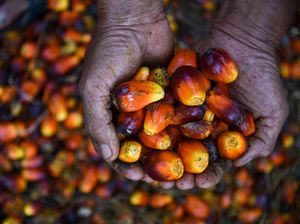 Harga Referensi CPO Turun di Februari Jadi US$ 955,44/MT Harga Referensi CPO Turun di Februari Jadi US$ 955,44/MT