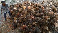Potret Pasokan Kelapa Sawit buat Bahan Baku B50