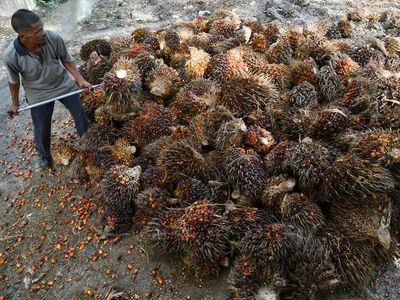 Potret Pasokan Kelapa Sawit buat Bahan Baku B50