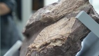 Hujan Deras Malah Ungkap Fosil Dinosaurus Tertua Sampai Jutaan Tahun
