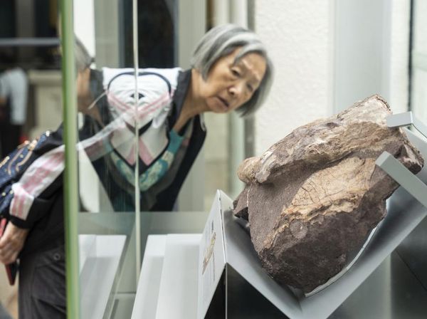 Penampakan Fosil Dinosaurus Pertama yang Ditemukan di Hong Kong