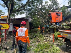 Pohon Trembesi Setinggi 12 Meter di Kota Malang Tumbang Timpa Warung