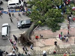 Pohon Tumbang di Medan Timpa Mobil-Becak, Ada Korban Luka