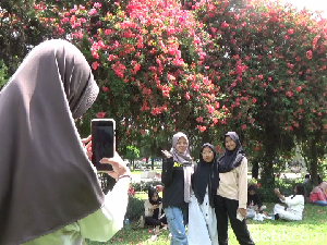 Video: Menikmati Alun-alun Lumajang di Bawah Tabebuya yang Bermekaran Video: Menikmati Alun-alun Lumajang di Bawah Tabebuya yang Bermekaran