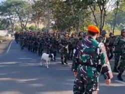 Viral Kambing Nimbrung Latihan Tentara di Bandung
