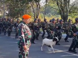 Ketika Kambing Terbawa Semangat Latihan Tentara