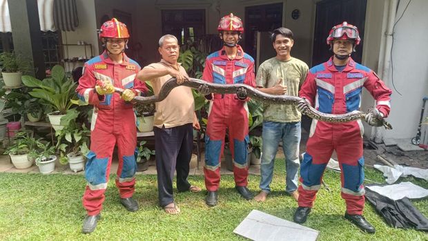 Ular sanca muncul di rumah warga di Jakarta Selatan (Jaksel). Warga lalu meminta bantuan pemadam kebakaran (damkar) untuk mengevakuasi reptil tersebut. (dok Damkar Jaksel)