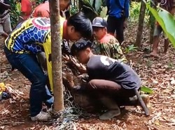 Teror Babi Raksasa di Ciamis Berakhir di Perangkap Jaring