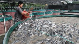 Melihat Budi Daya Ikan Lele Sistem Bioflok di Malang