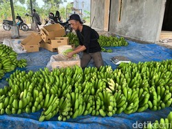 Manisnya Budi Daya Pisang Cavendish di Mojokerto Beromzet Rp 90 Juta/Bulan